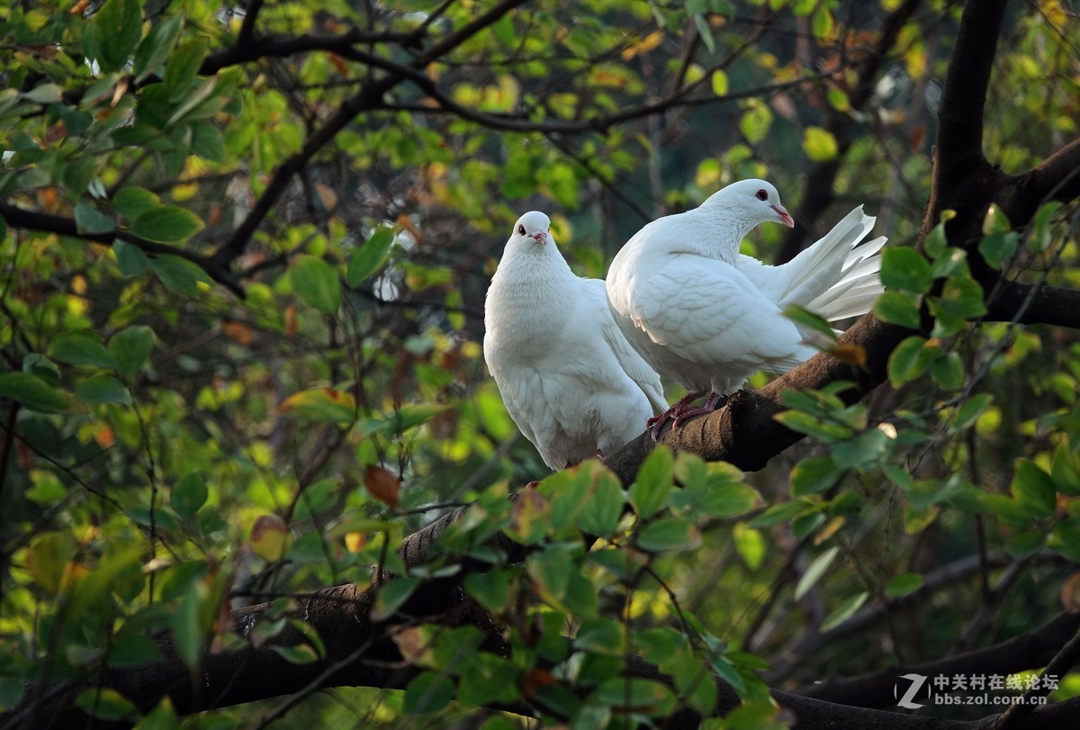 树上的鸽子二