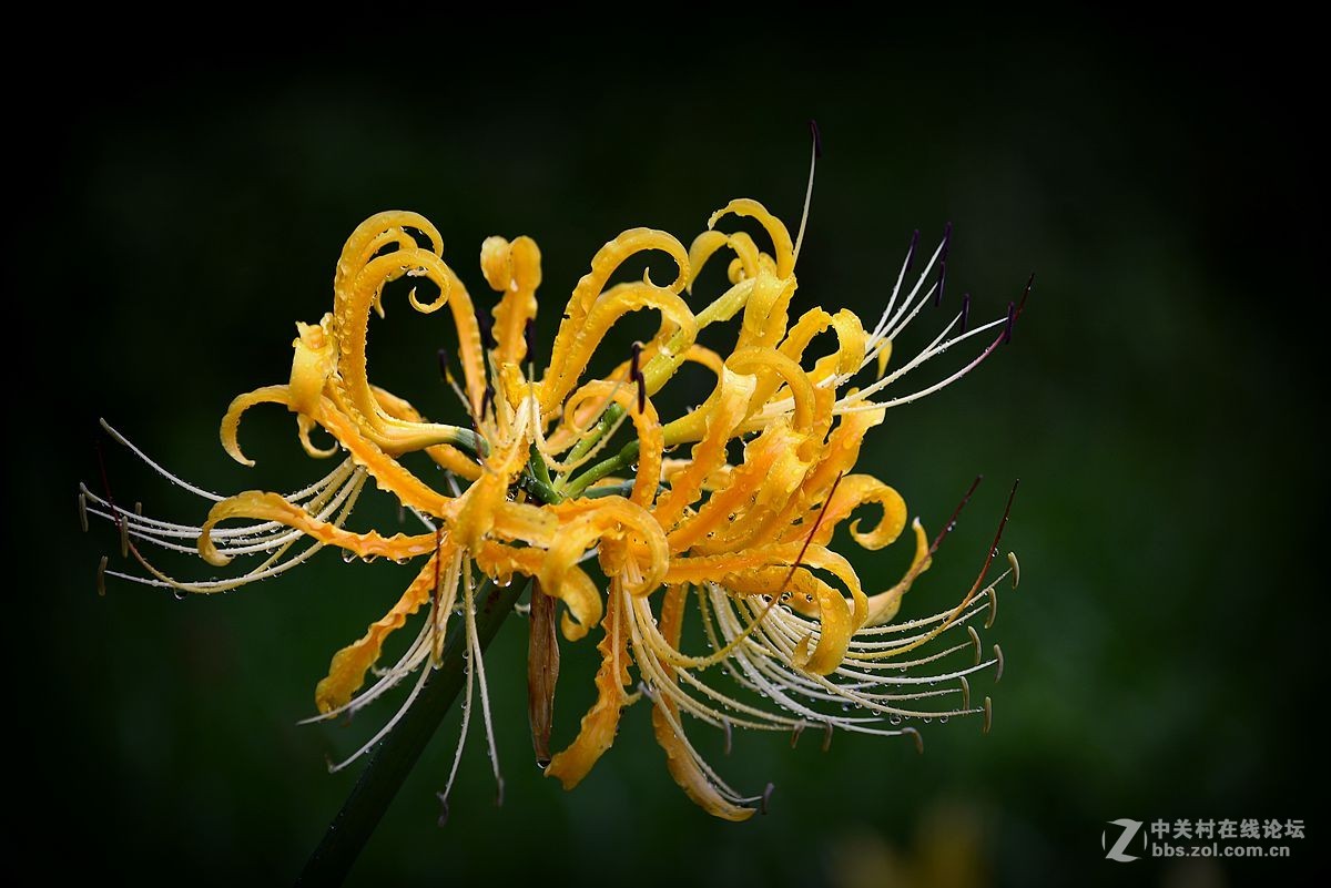 花卉【二十六】石蒜花-中关村在线摄影论坛