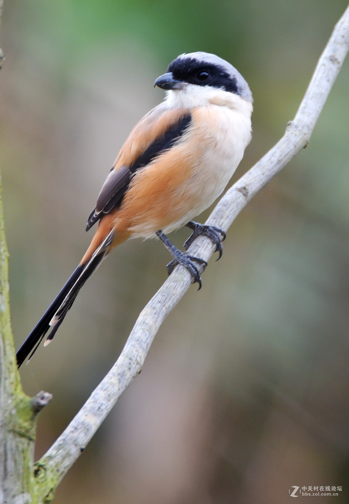 伯劳山雀黑头鸟