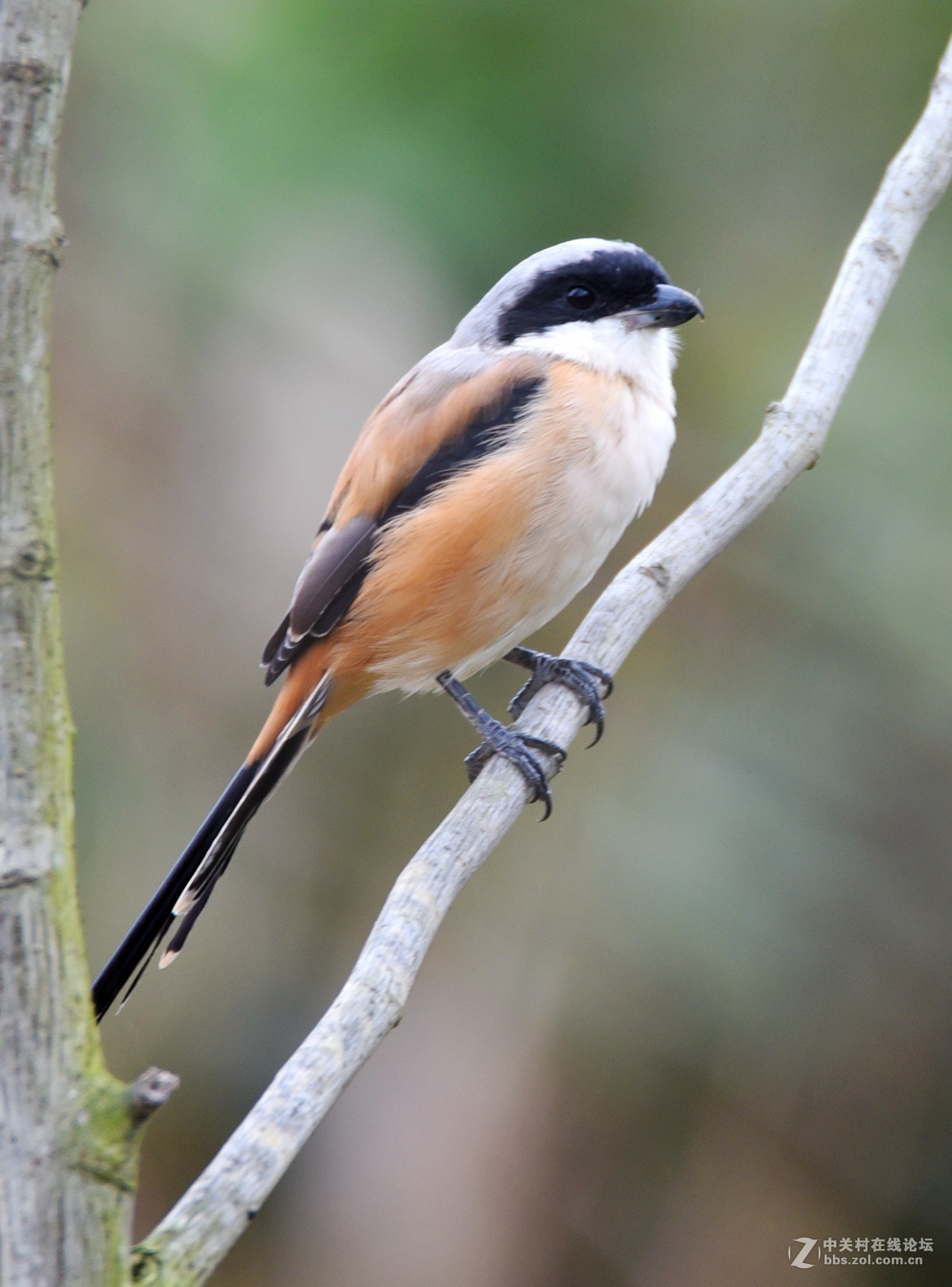 伯劳山雀黑头鸟