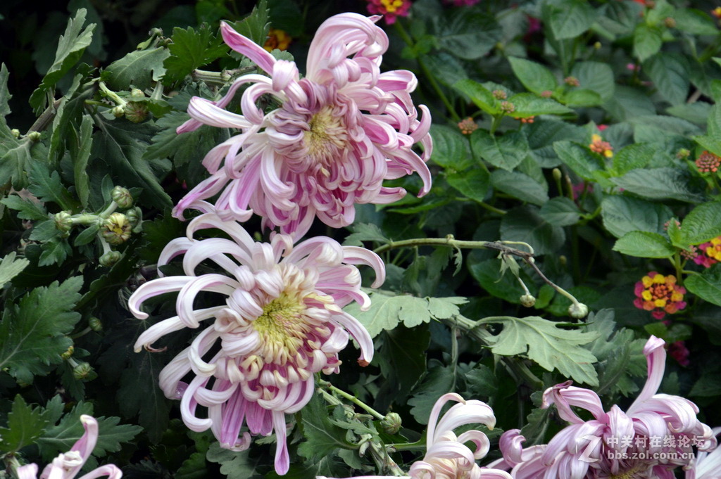 阔别十八年 嘉定菊花展重现汇龙潭秋霞圃