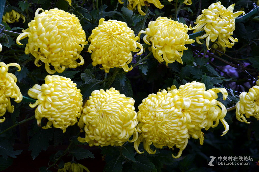 阔别十八年 嘉定菊花展重现汇龙潭秋霞圃