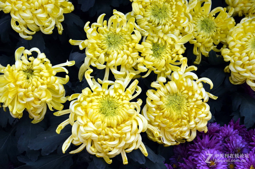 阔别十八年 嘉定菊花展重现汇龙潭秋霞圃