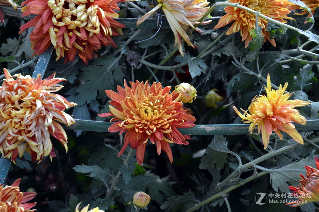 阔别十八年 嘉定菊花展重现汇龙潭秋霞圃