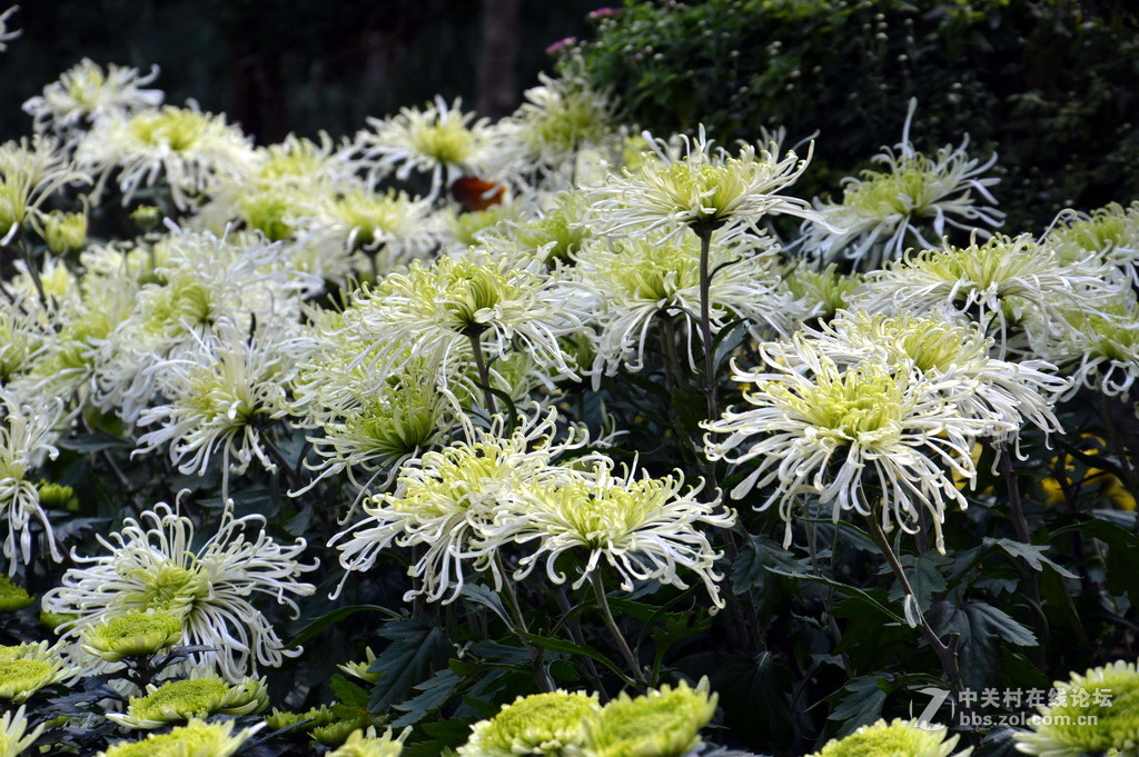 阔别十八年 嘉定菊花展重现汇龙潭秋霞圃