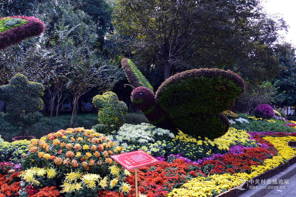 阔别十八年 嘉定菊花展重现汇龙潭秋霞圃