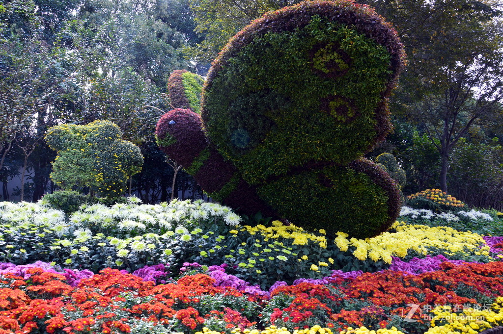 阔别十八年 嘉定菊花展重现汇龙潭秋霞圃