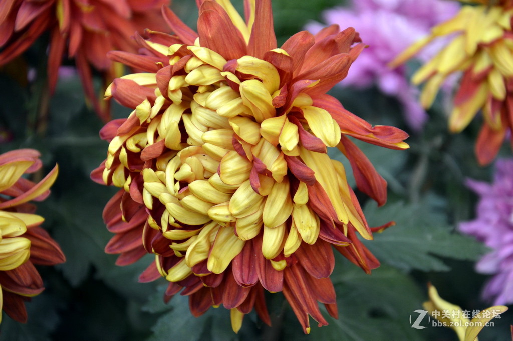 阔别十八年 嘉定菊花展重现汇龙潭秋霞圃