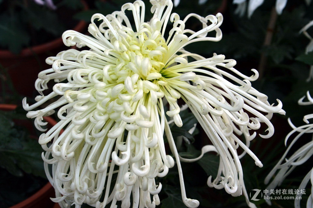 阔别十八年 嘉定菊花展重现汇龙潭秋霞圃