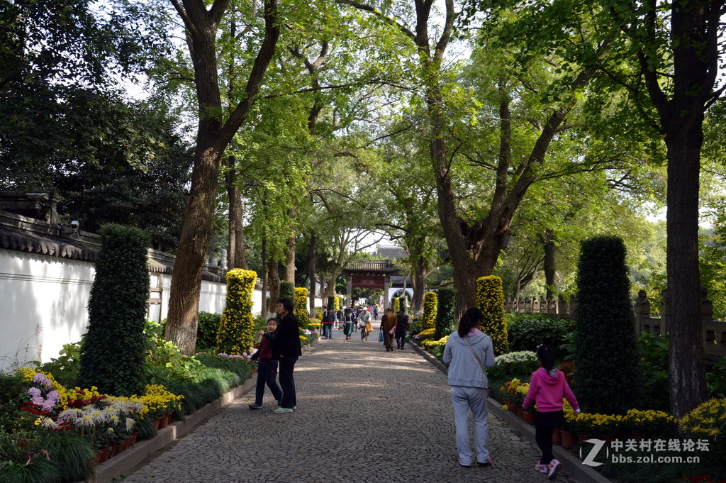 阔别十八年 嘉定菊花展重现汇龙潭秋霞圃