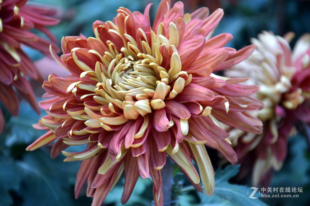 阔别十八年 嘉定菊花展重现汇龙潭秋霞圃