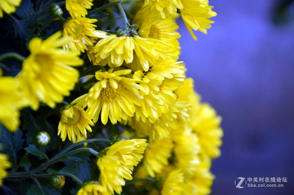 阔别十八年 嘉定菊花展重现汇龙潭秋霞圃