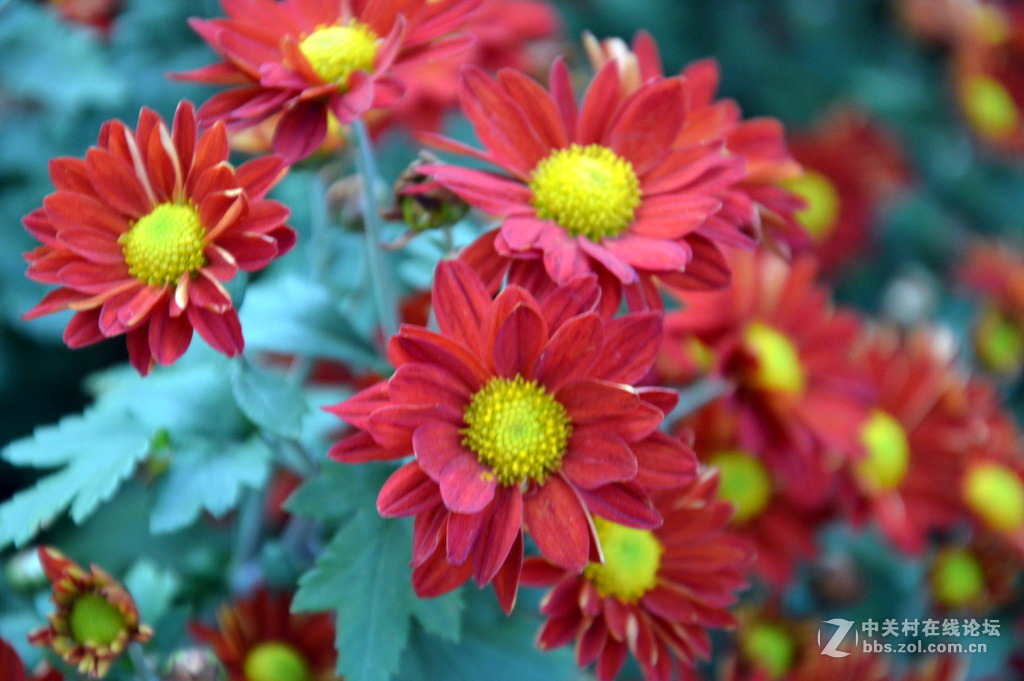 阔别十八年 嘉定菊花展重现汇龙潭秋霞圃