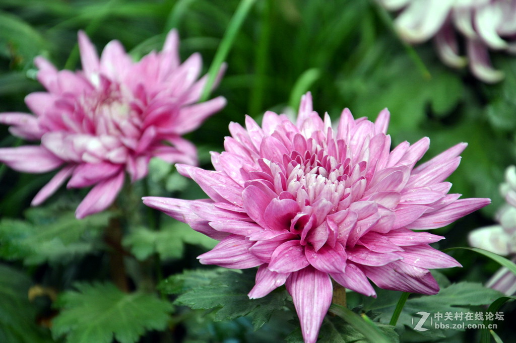 阔别十八年 嘉定菊花展重现汇龙潭秋霞圃