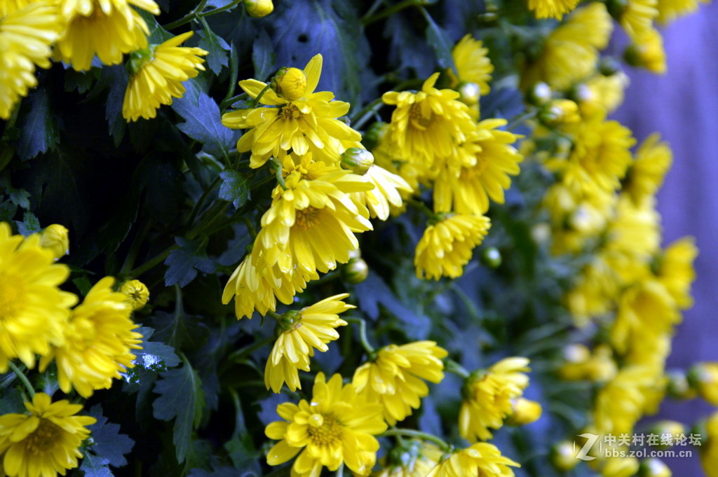 阔别十八年 嘉定菊花展重现汇龙潭秋霞圃