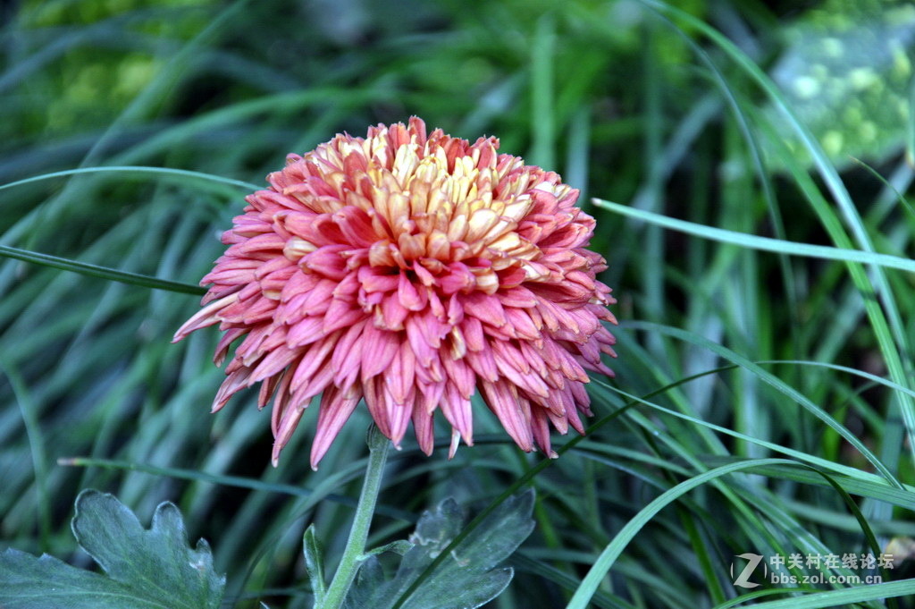 阔别十八年 嘉定菊花展重现汇龙潭秋霞圃