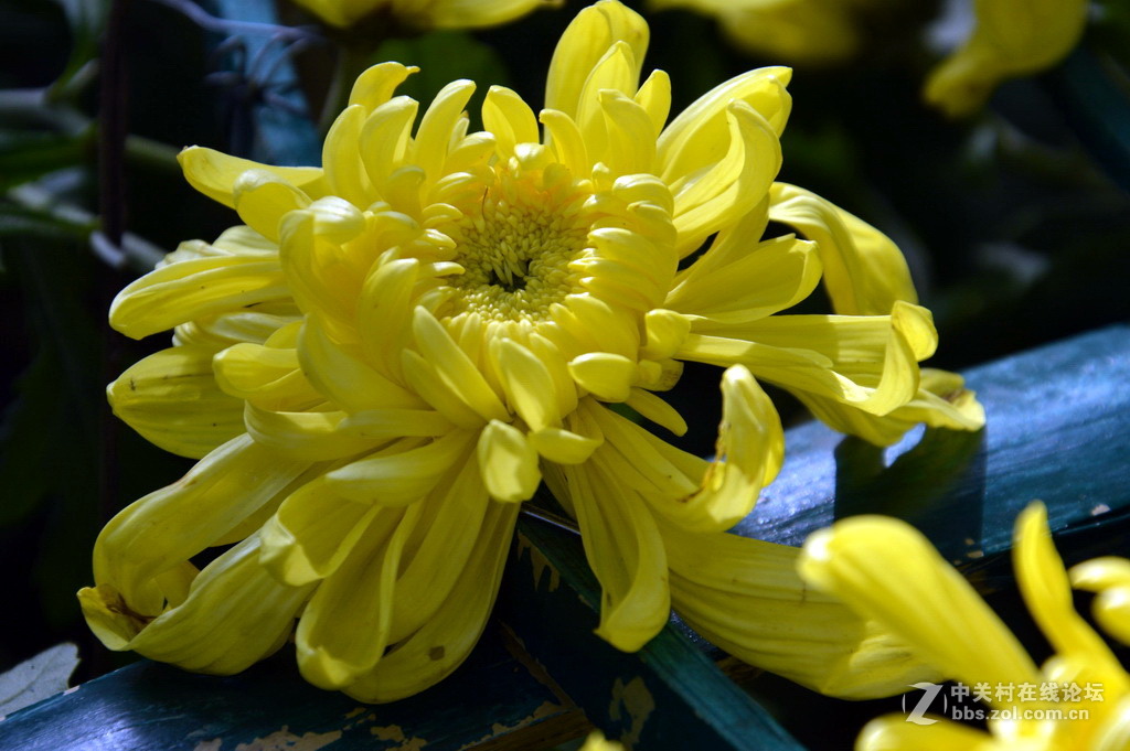 阔别十八年 嘉定菊花展重现汇龙潭秋霞圃