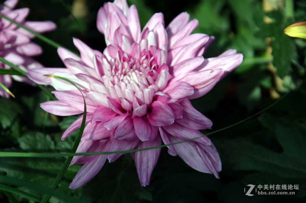 阔别十八年 嘉定菊花展重现汇龙潭秋霞圃