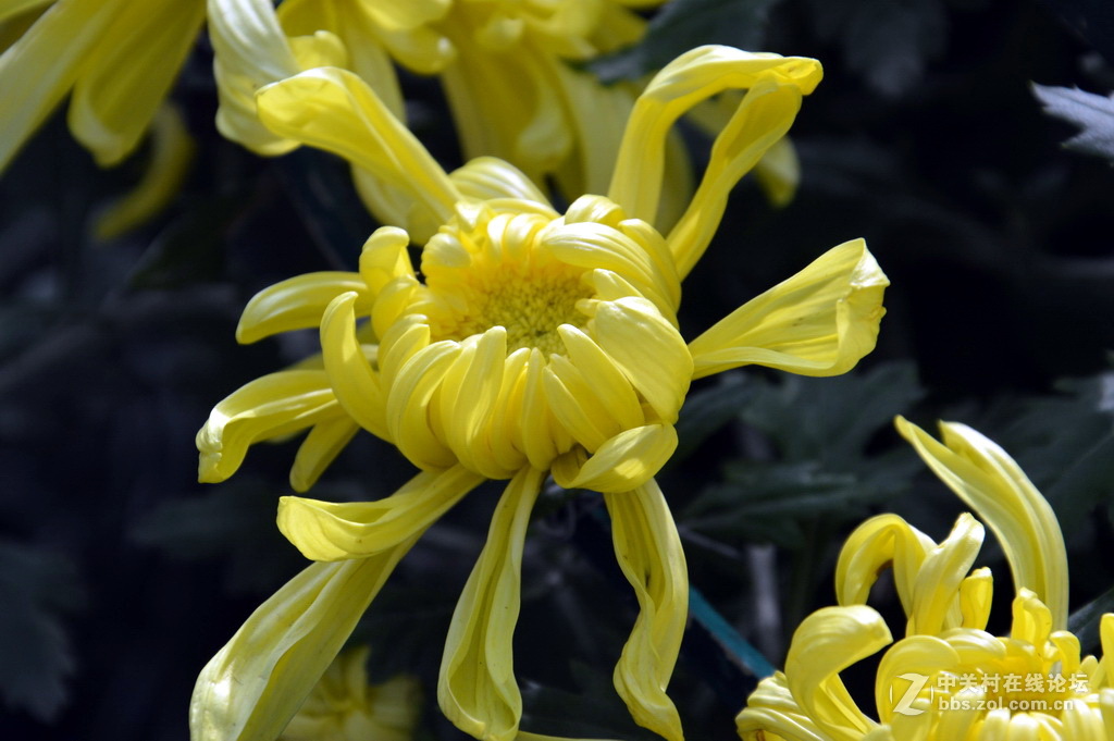 阔别十八年 嘉定菊花展重现汇龙潭秋霞圃