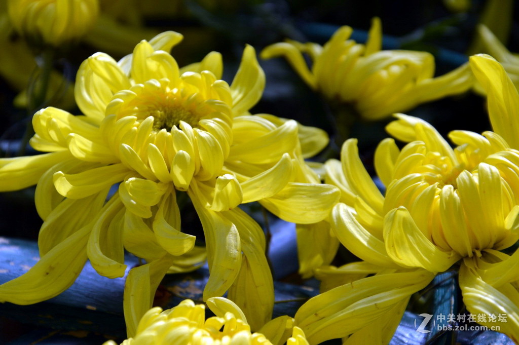 阔别十八年 嘉定菊花展重现汇龙潭秋霞圃