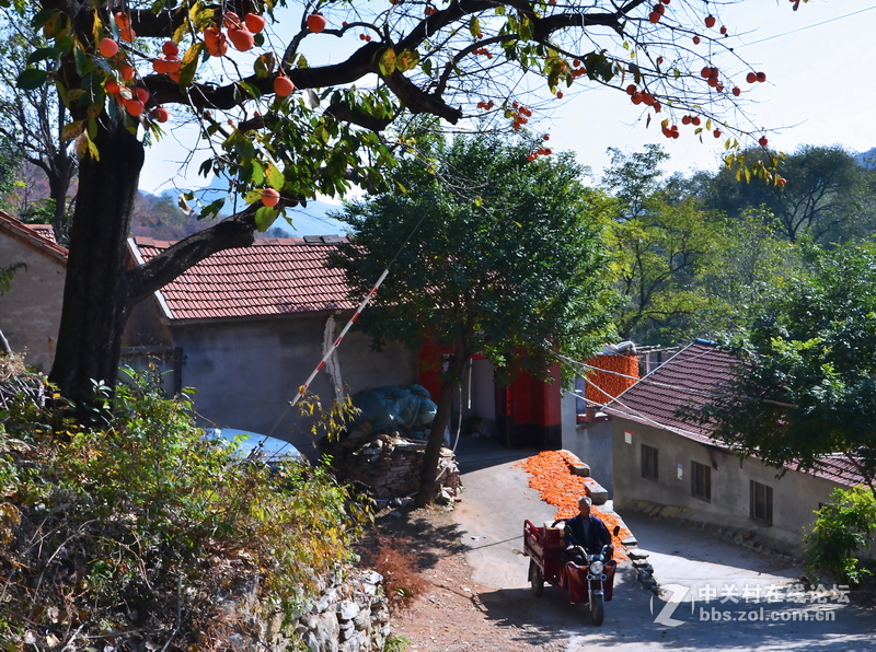 山东青州市柿子沟