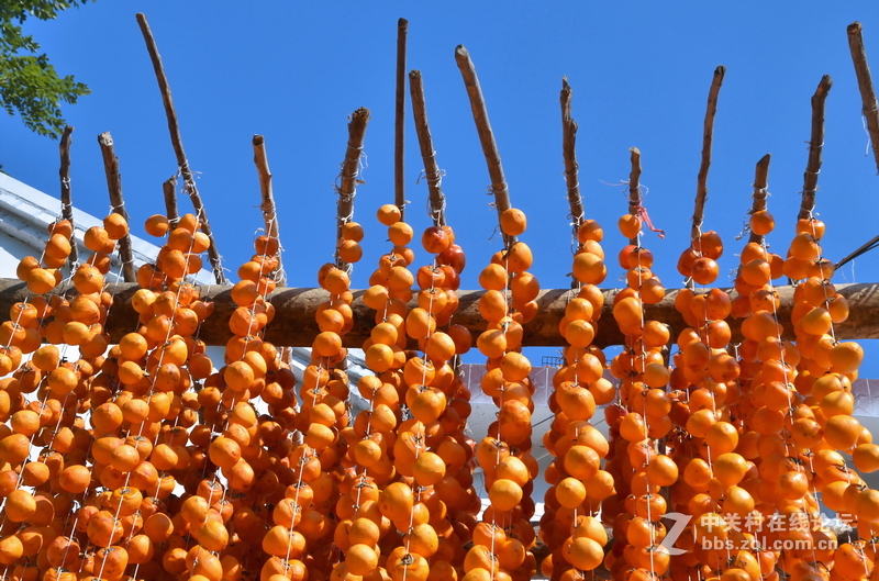 山东青州市柿子沟