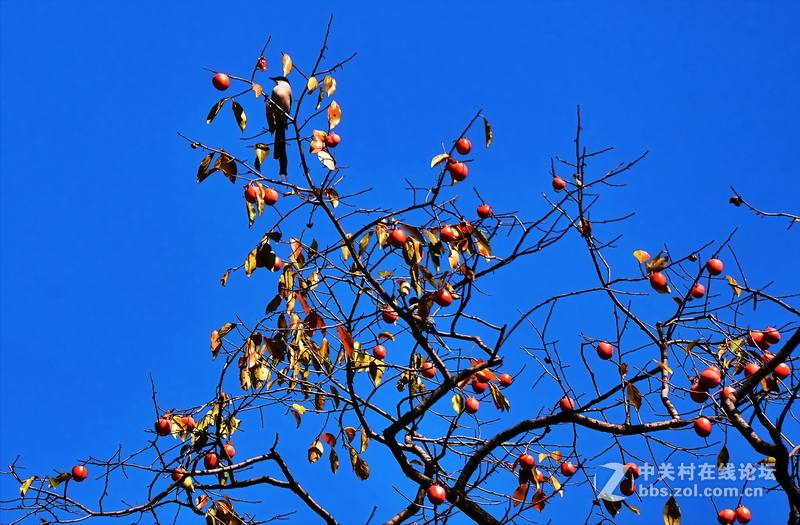 山东青州市柿子沟