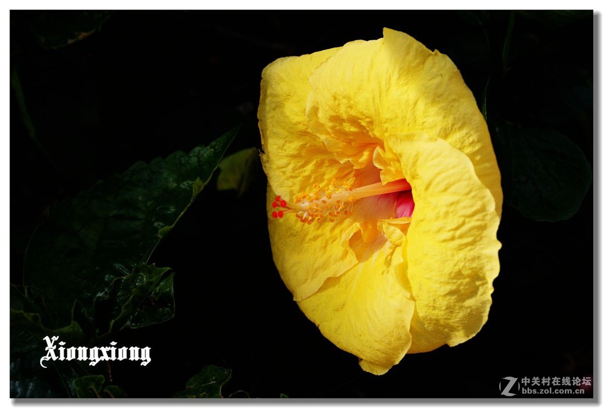 冲绳岛的花随拍(二）