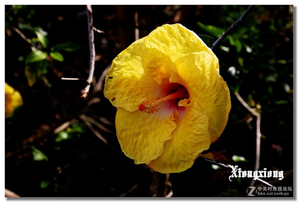 冲绳岛的花随拍(二）