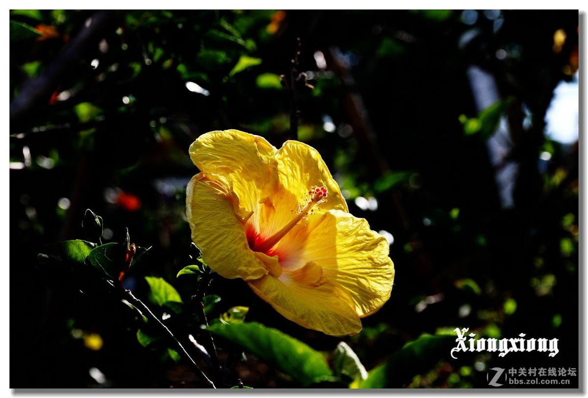 冲绳岛的花随拍(二）