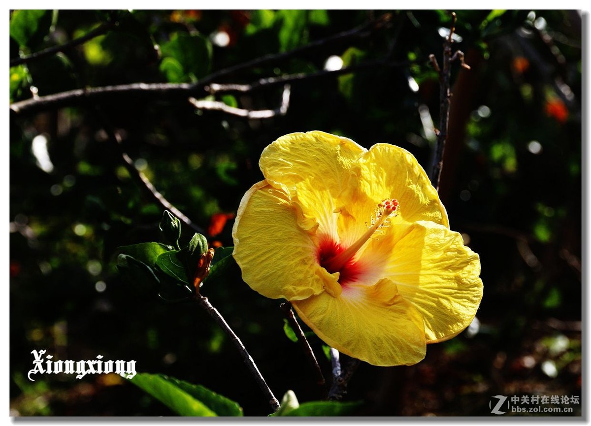 冲绳岛的花随拍(二）