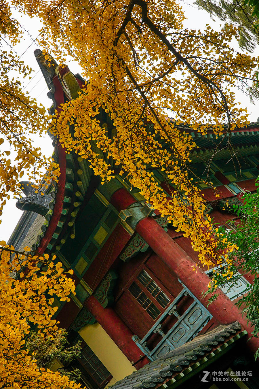 秋---南京师范大学校园-中关村在线摄影论坛