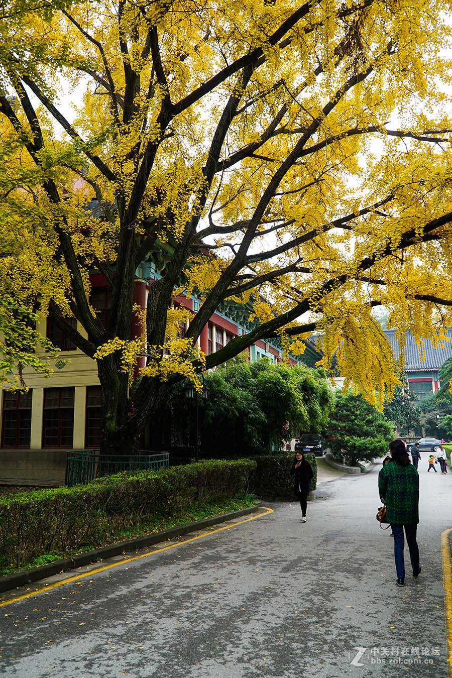 秋---南京师范大学校园-中关村在线摄影论坛