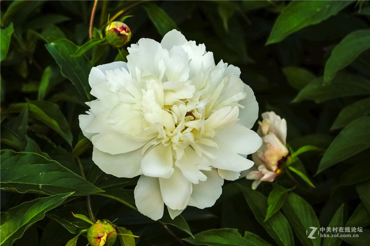 雅洁的白芍-中关村在线摄影论坛