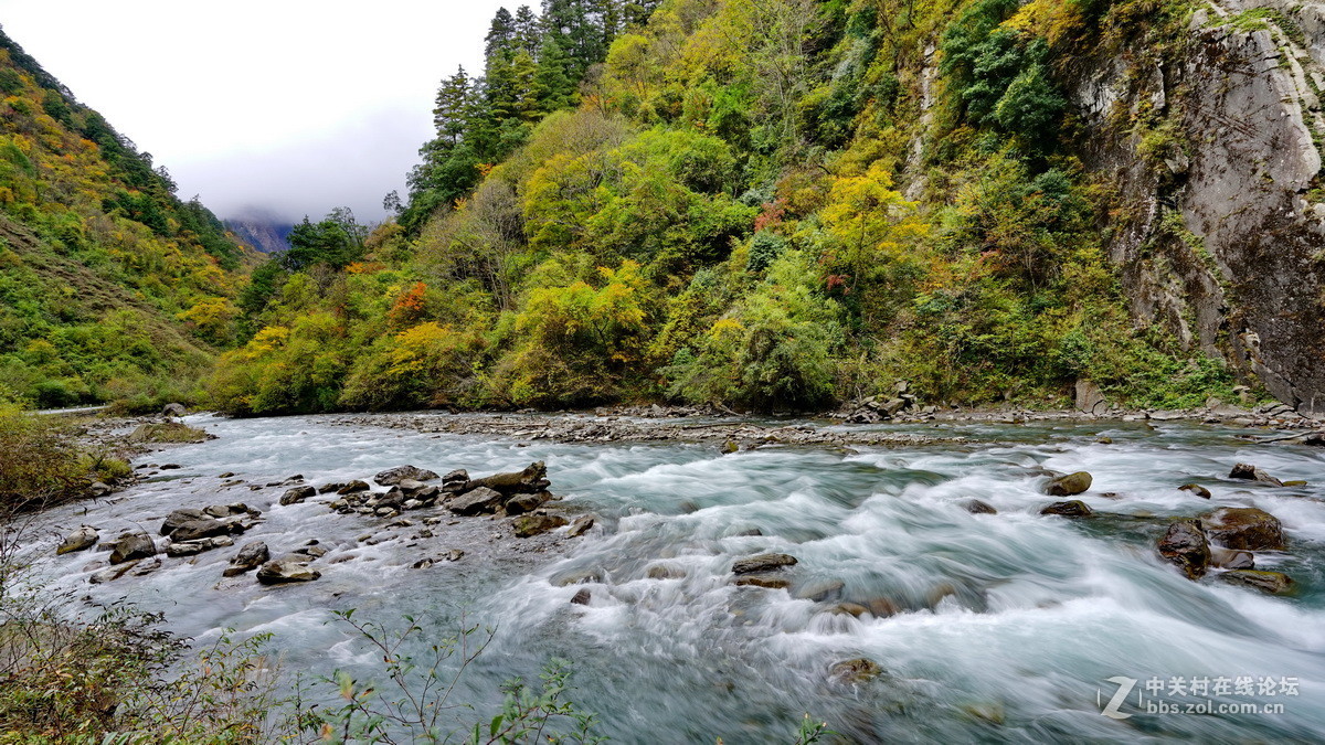 四川卧龙自然保护区看彩林