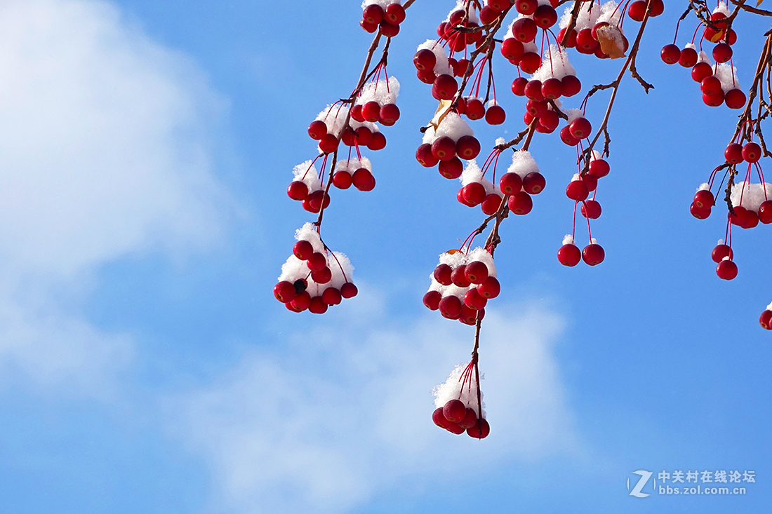【 雪后的“海棠果 ” 】