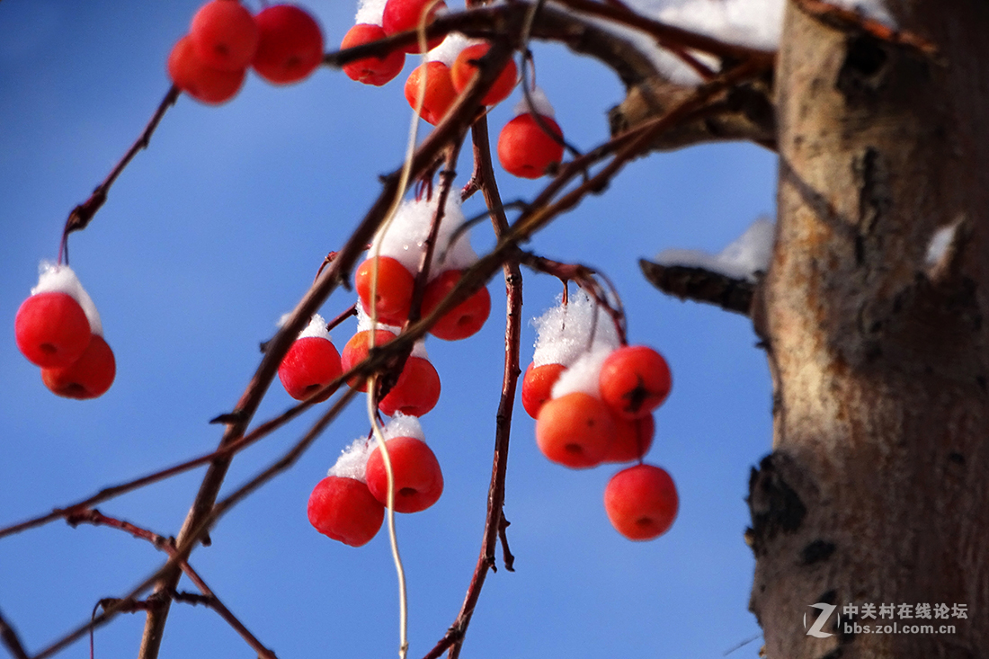 【 雪后的“海棠果 ” 】
