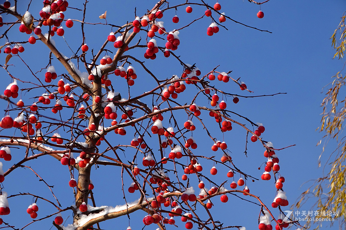 【 雪后的“海棠果 ” 】