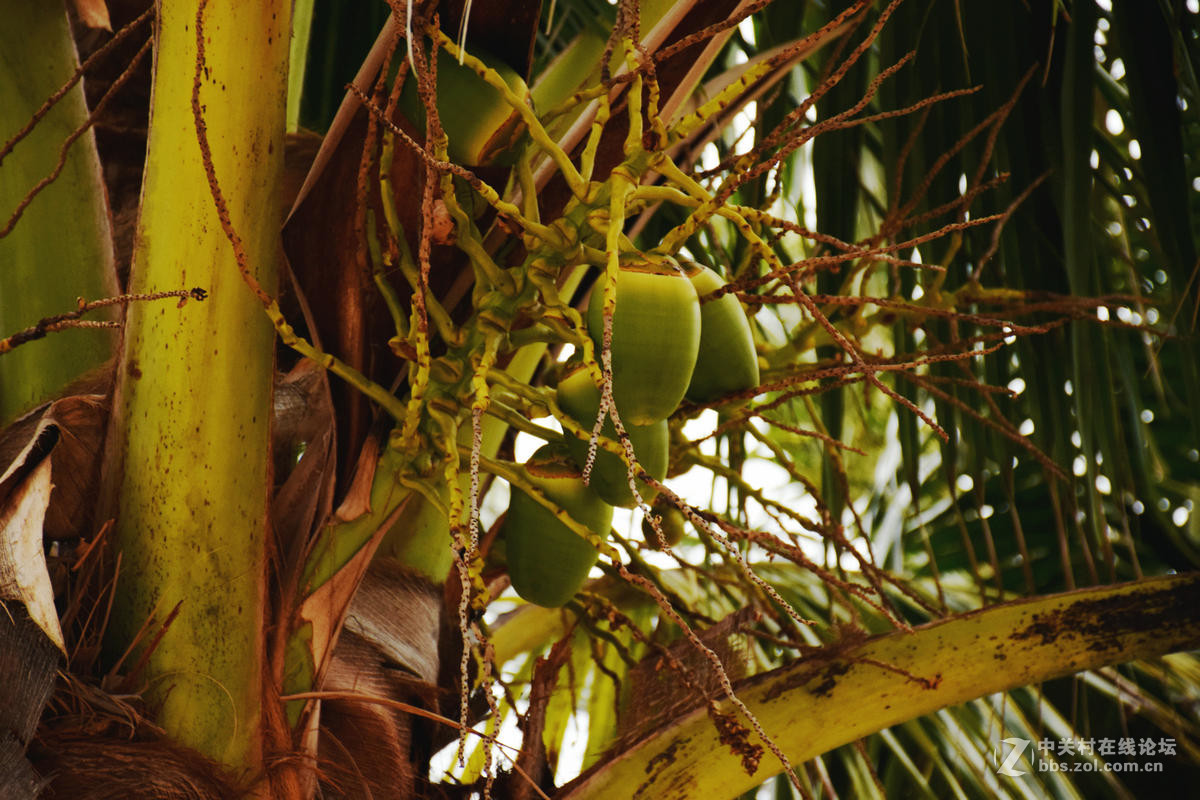 2017春节 岭南行（30）大角湾