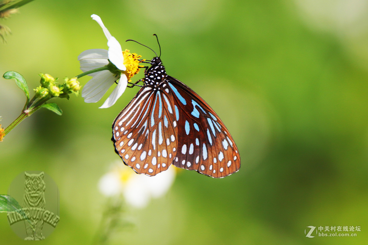 几张微距看看这个镜头的表现