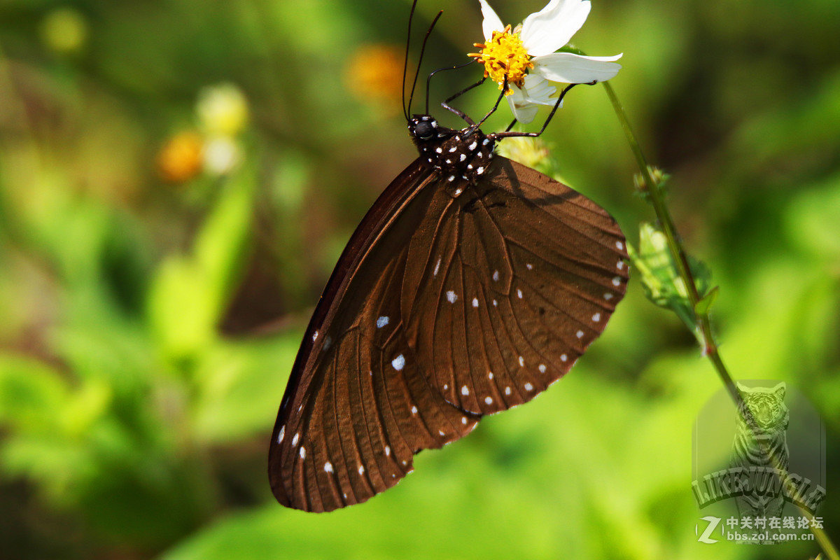几张微距看看这个镜头的表现