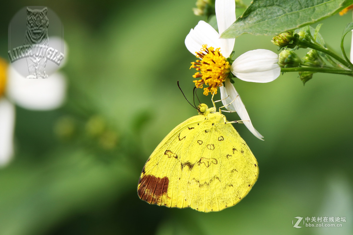 几张微距看看这个镜头的表现