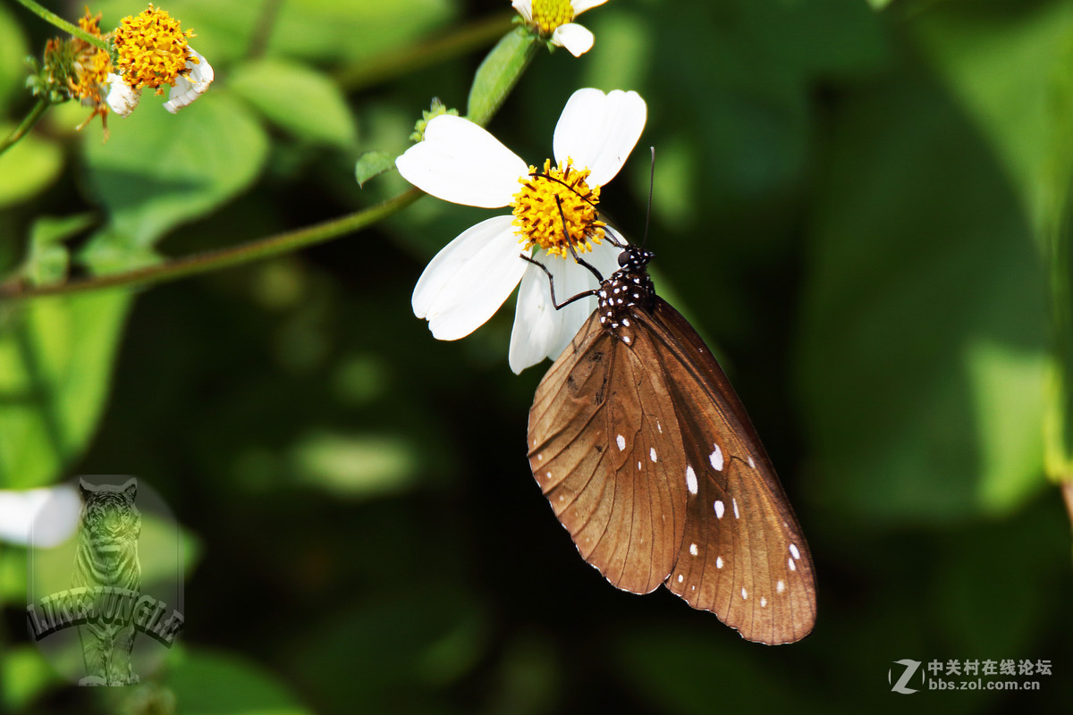 几张微距看看这个镜头的表现