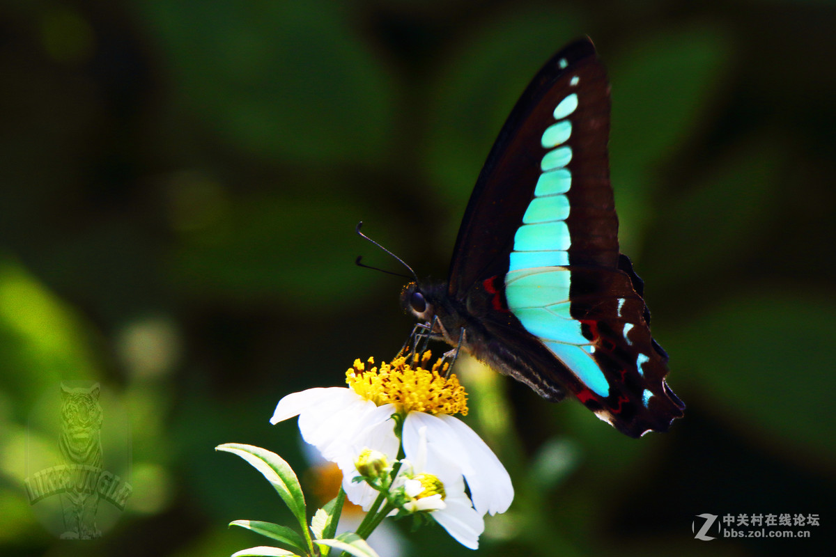 几张微距看看这个镜头的表现