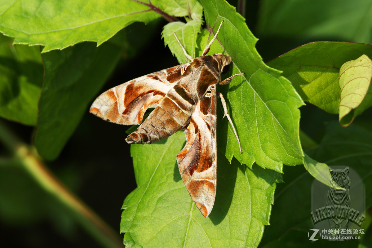 几张微距看看这个镜头的表现