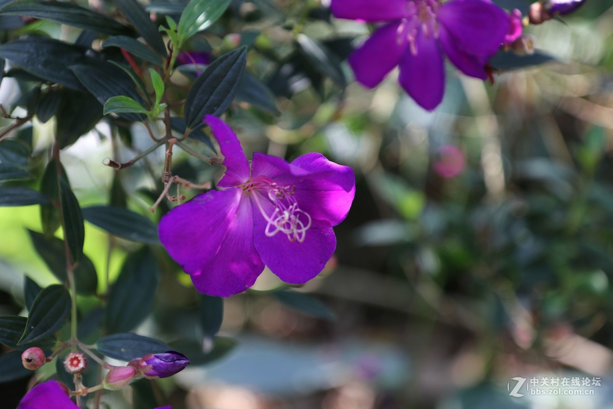 南宁青秀山兰园