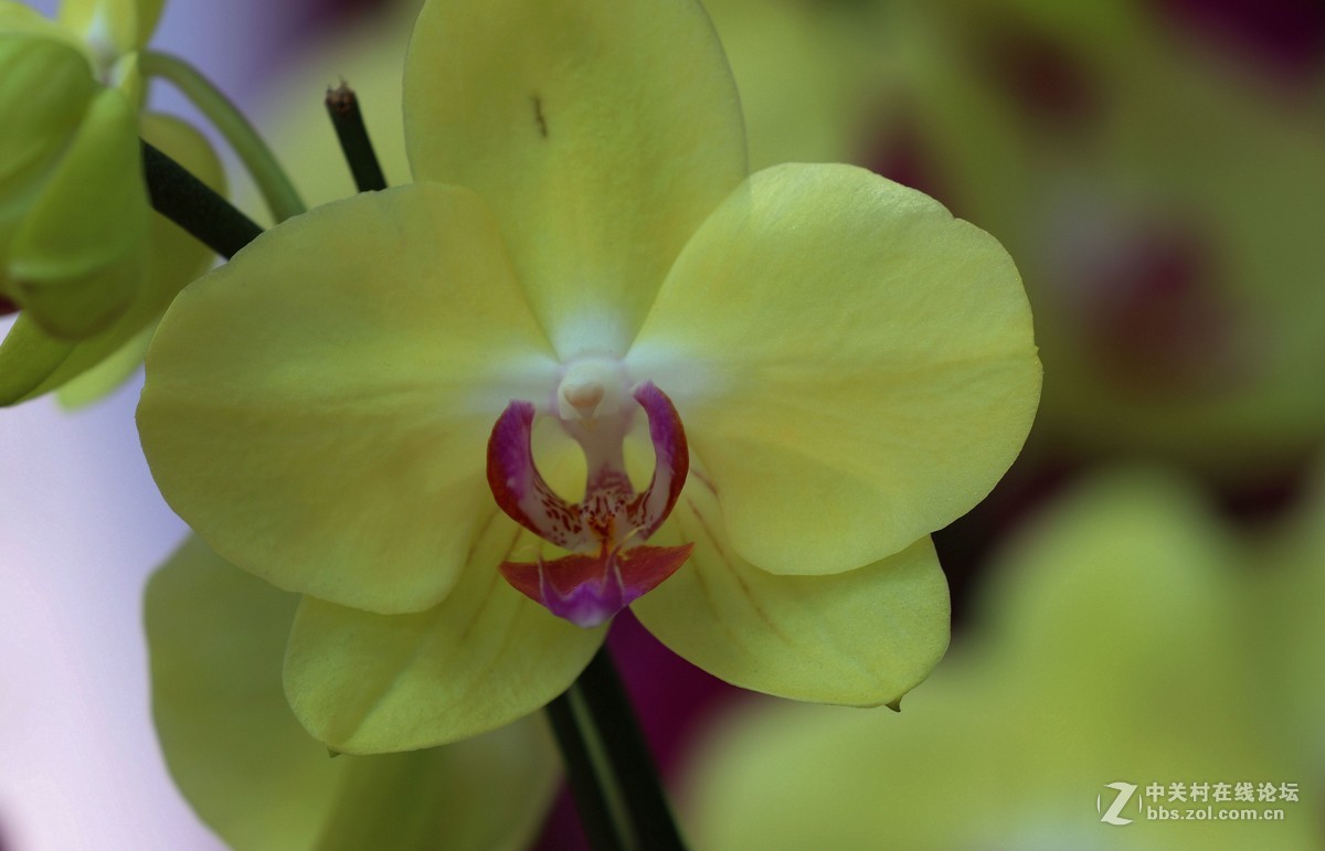 南宁青秀山兰园