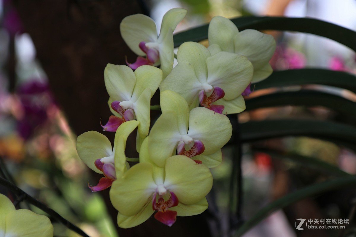 南宁青秀山兰园