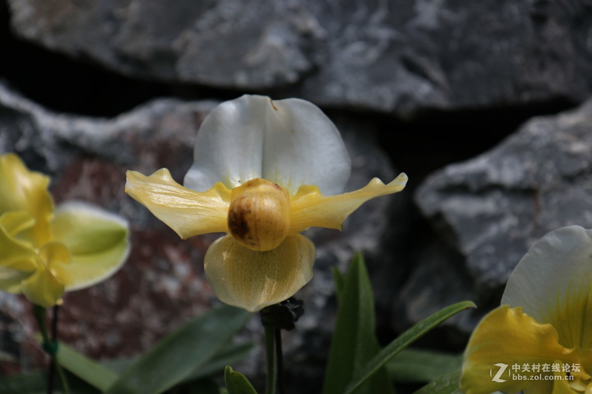 南宁青秀山兰园