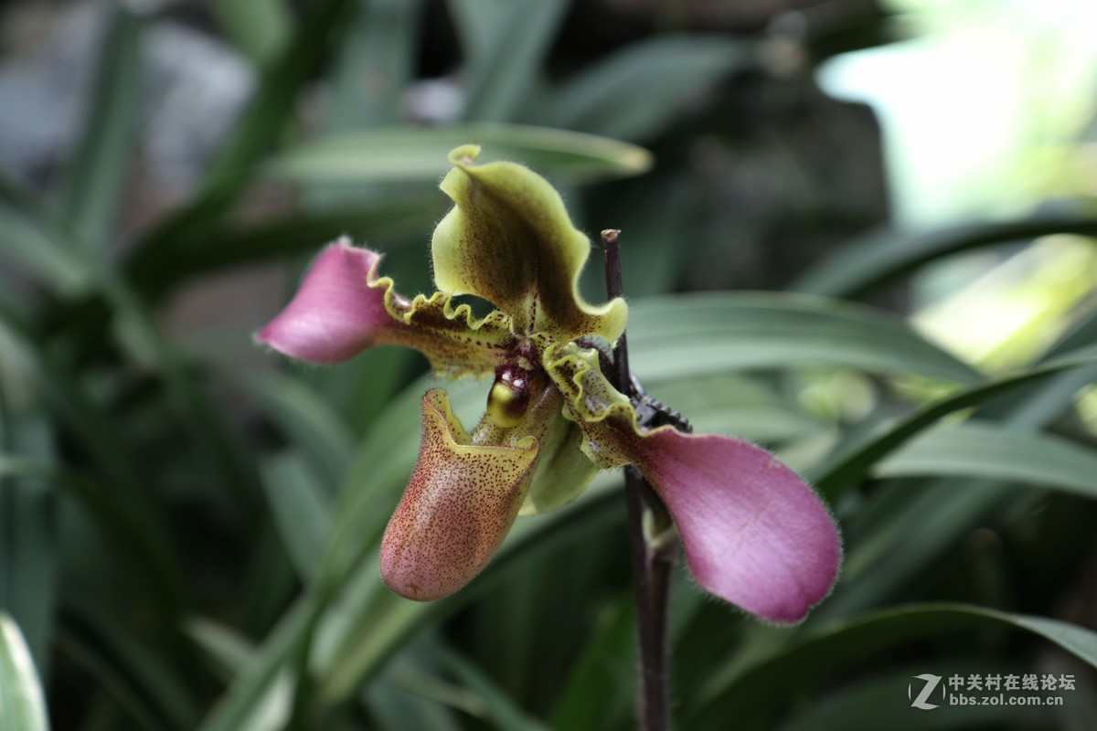 南宁青秀山兰园